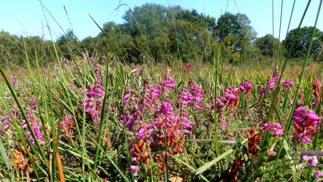 Flowering vegetation on the Cent Vergées peat moorland