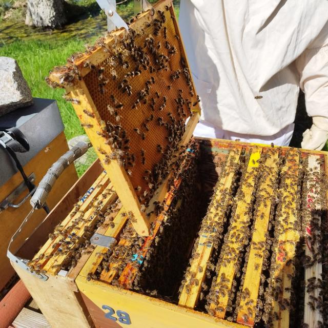 Apiculture Les Ruches De Jacky Lebon Credit Otgtm Jacky Lebon 36914 1920px 2