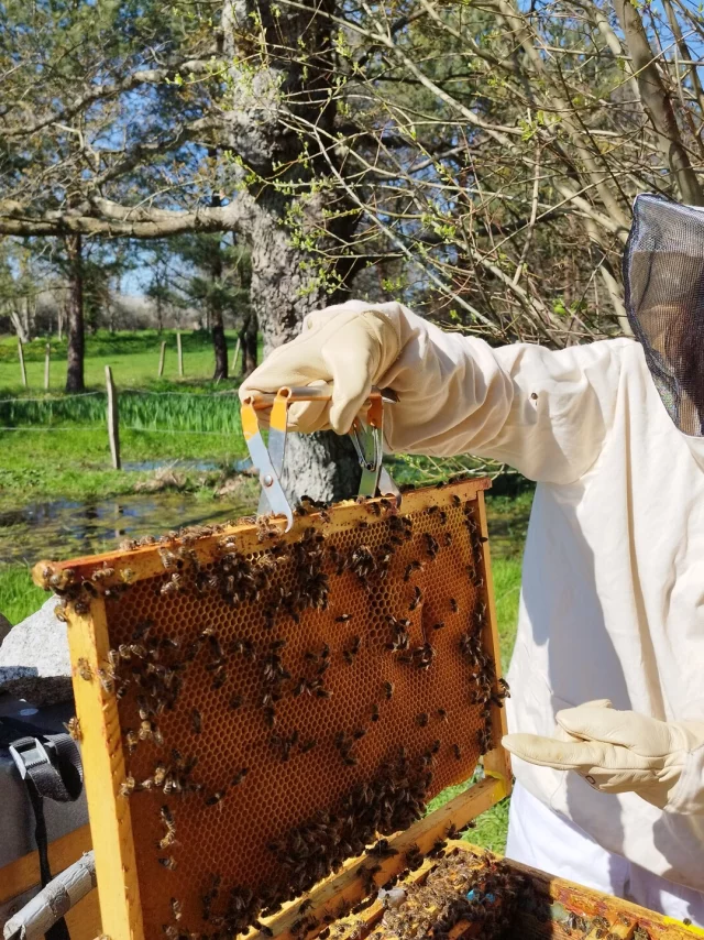 Apiculture Les Ruches De Jacky Lebon Credit Otgtm Jacky Lebon 36914 1920px