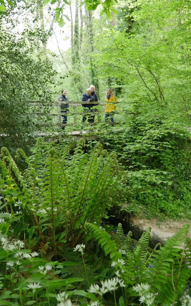 Expérience Sophro Balade dans la forêt de La Lucerne