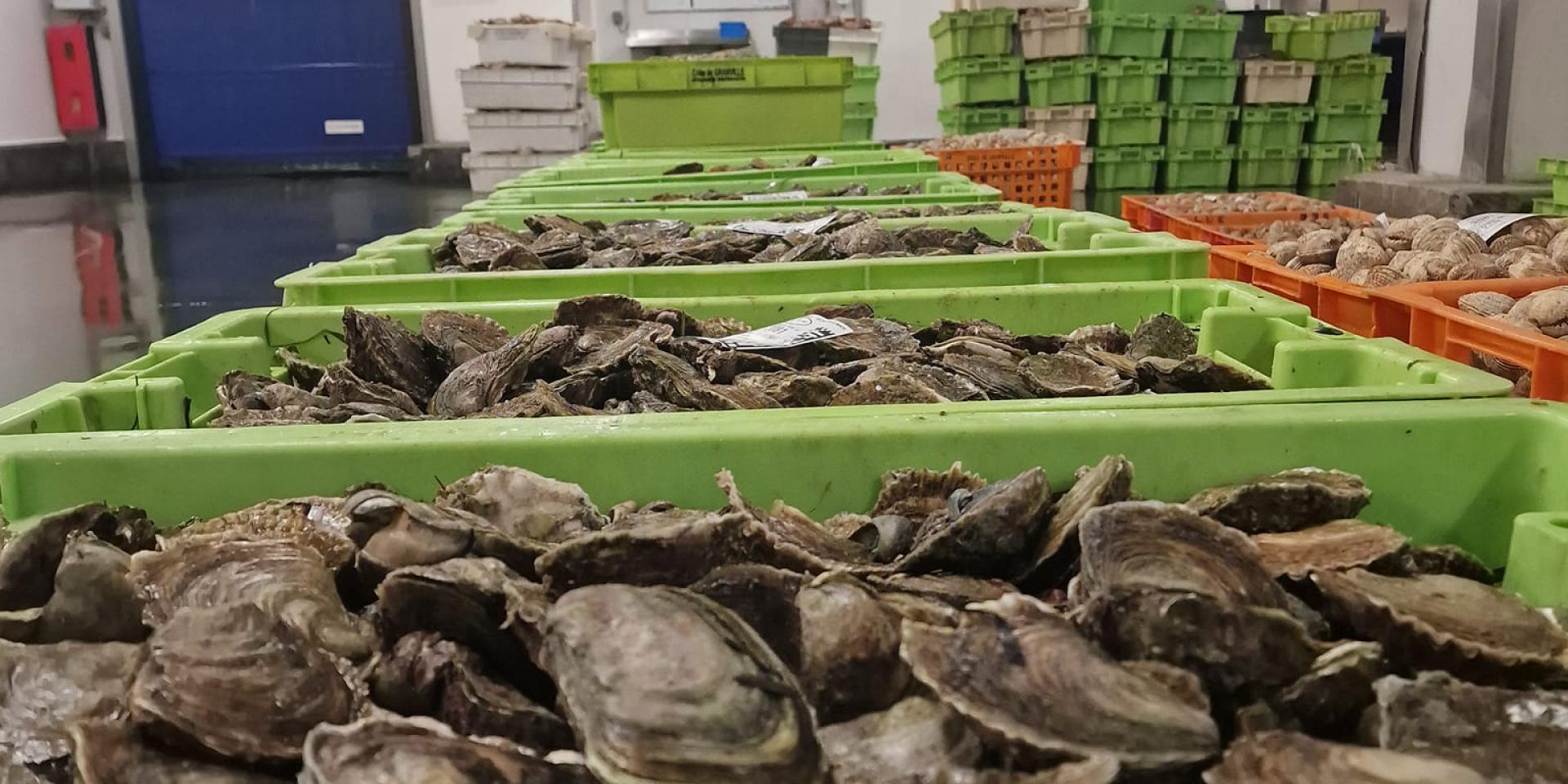 Flat Oyster 03
