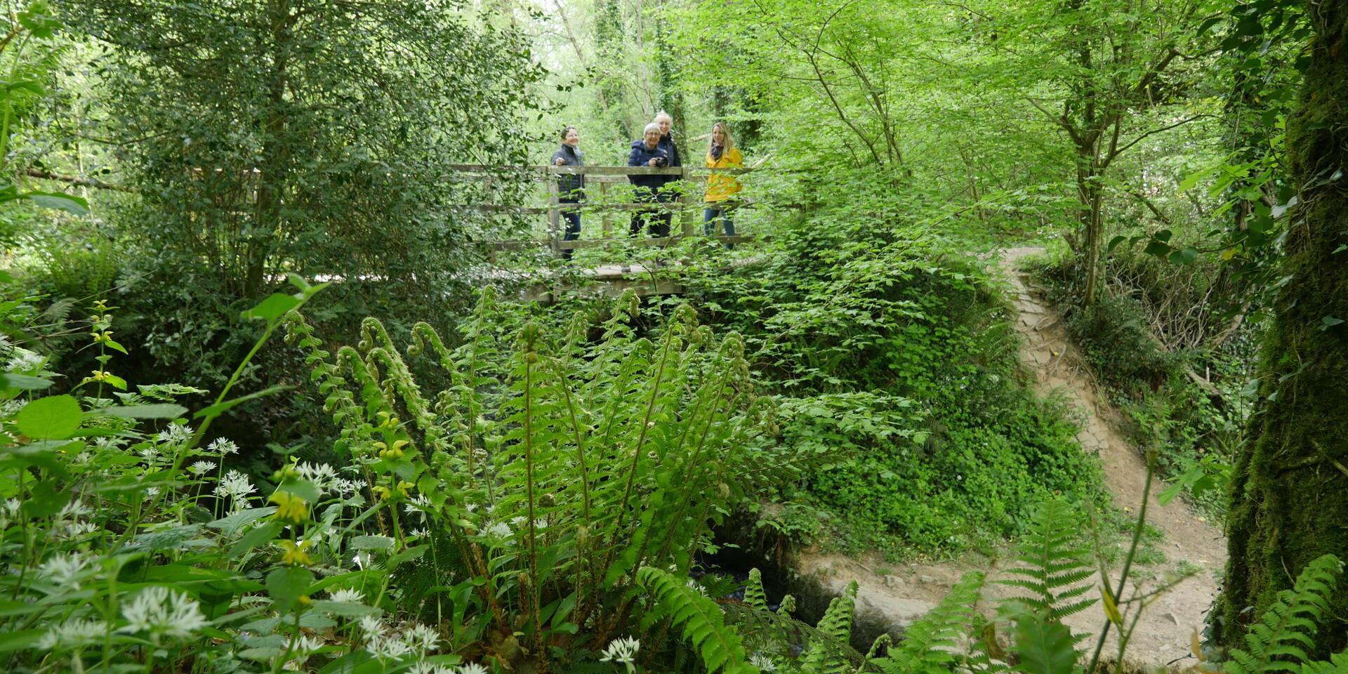 Sophro Balade Foret Lucerne 03