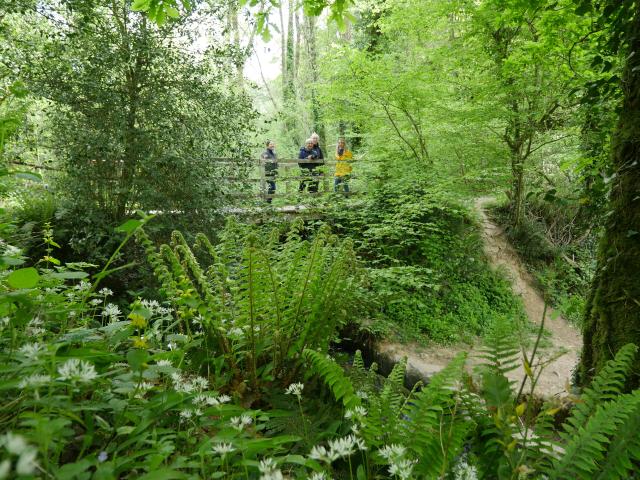 Expérience Sophro Balade dans la forêt de La Lucerne