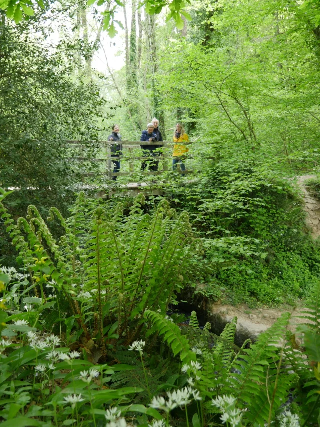 Sophro Balade Foret Lucerne 03