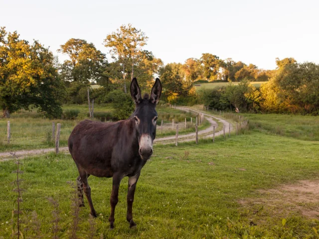 DIE SCHAFE AUF DEM HOF LES AGNEAUX DU BOCAGE VON ROMAIN LEPROVOST IN CÉRENCES. CÉRENCES, NORMANDIE, FRANKREICH. JUNI 2017.