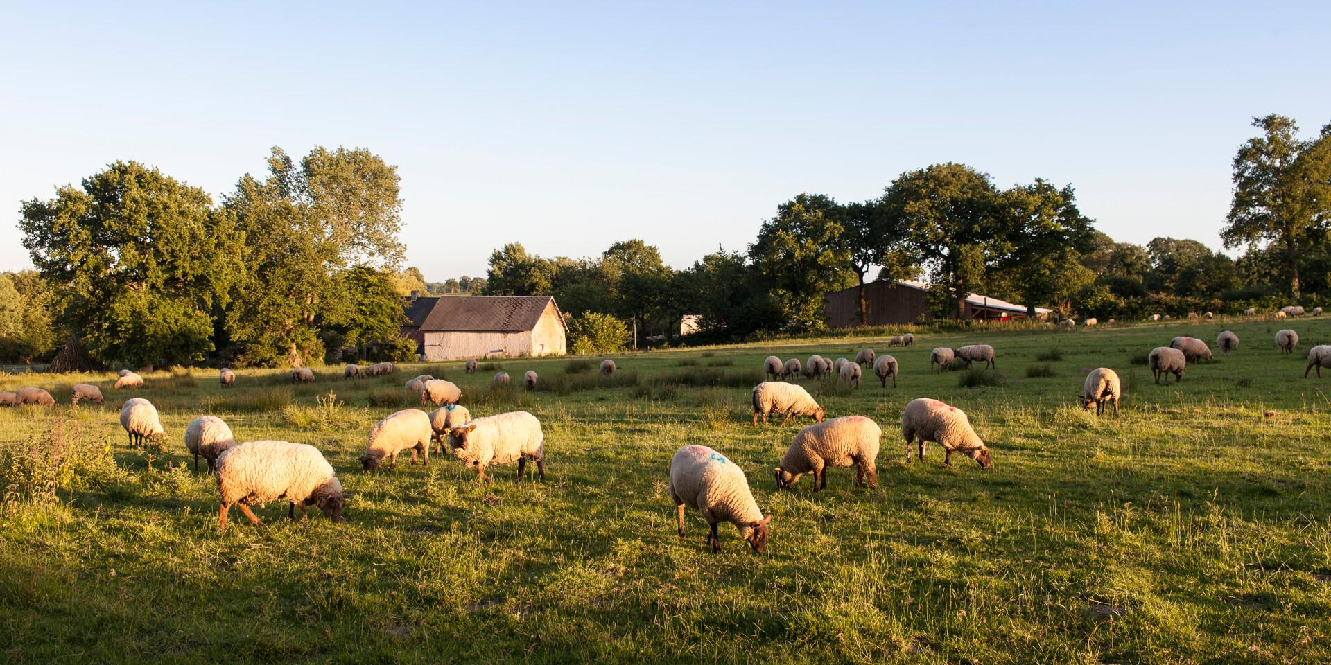 DIE SCHAFE AUF DEM HOF LES AGNEAUX DU BOCAGE VON ROMAIN LEPROVOST IN CÉRENCES. CÉRENCES, NORMANDIE, FRANKREICH. JUNI 2017.