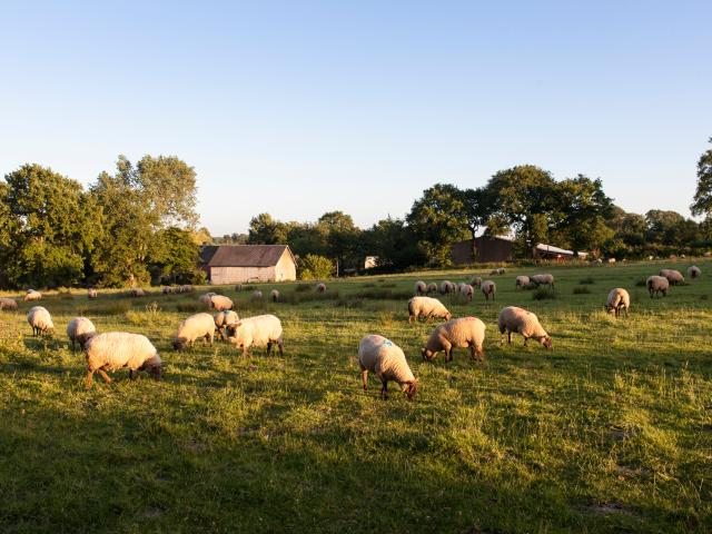 LES MOUTONS DE LA FERME LES AGNEAUX DU BOCAGE DE ROMAIN LEPROVOST