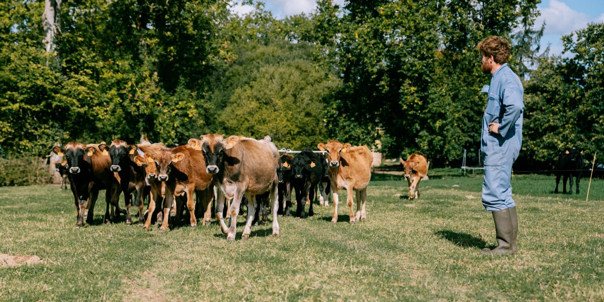 Louis Vaches