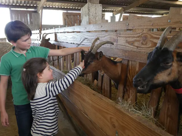 Enfants et chèvres à la ferme de la Chèvre Rit