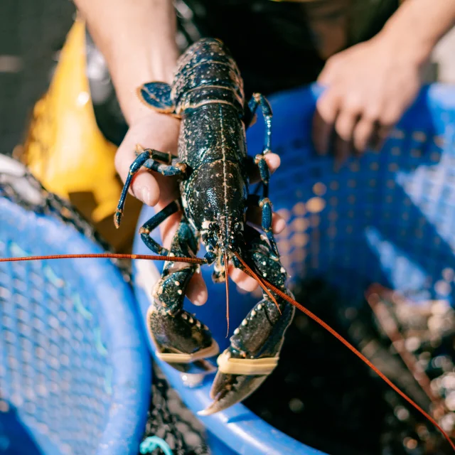 Homard De L Archipel De Chausey Credit Otgtm Cecile Ballon 36693 1920px