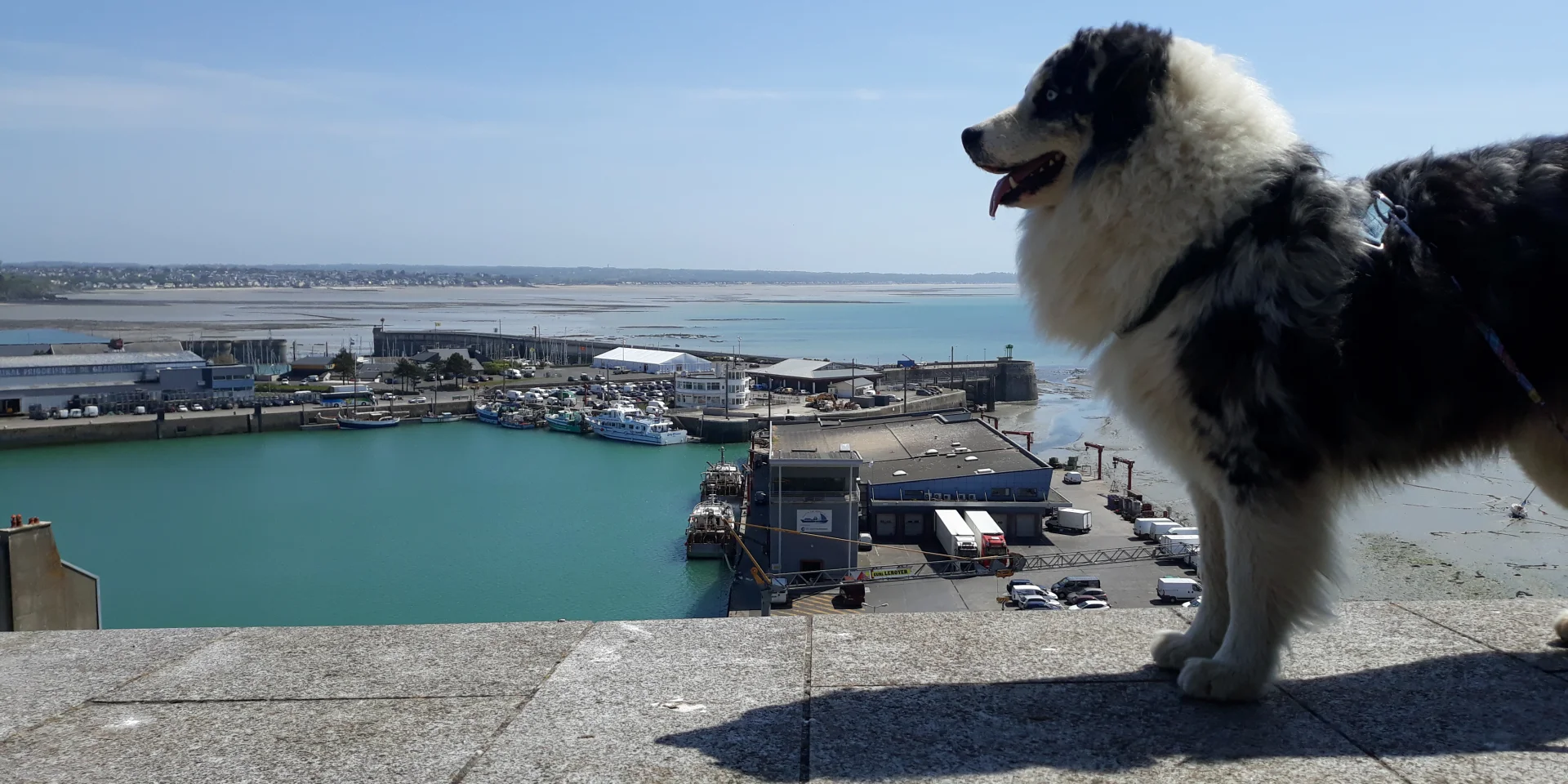 Balade Chien Credit Otgtm Simon Saussaye 1435 2