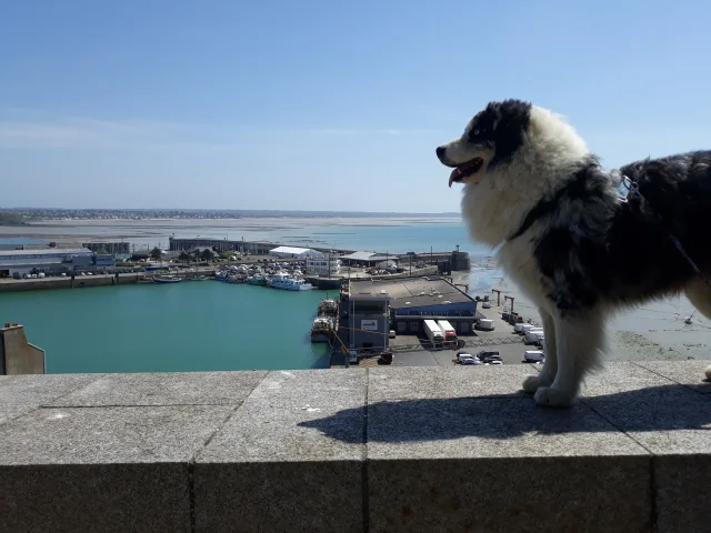 Balade Chien