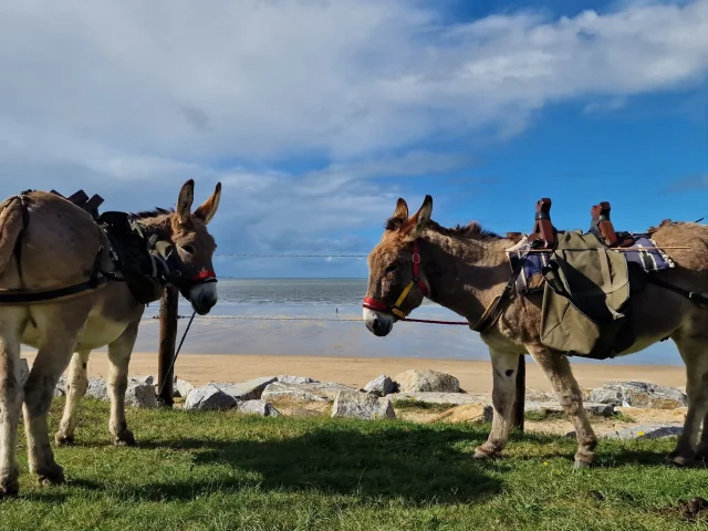Balade Avec Les Anes Du Domaine D Esthine