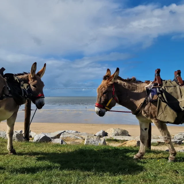 Balade Avec Les Anes Du Domaine D Esthine