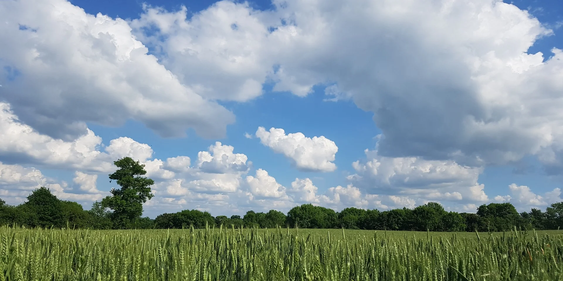 Dans le bocage normand