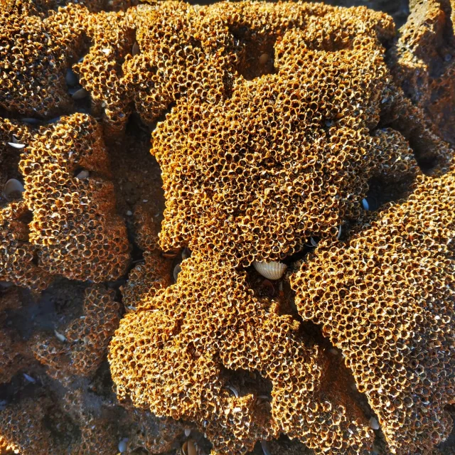 Récif des hermelles à Champeaux