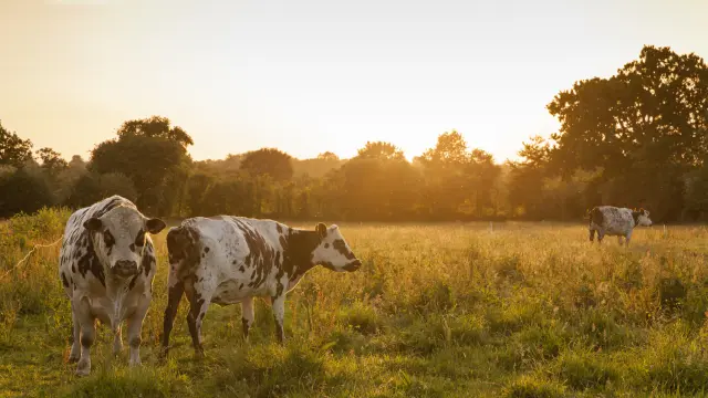 DIE KÜHE NORMANNISCHER RASSEN AUF DEM BIO-BAUERNHOF BOIS LANDELLES IN HUDIMESNIL.HUDIMESNIL, NORMANDIE, FRANKREICH. JUNI 2017.