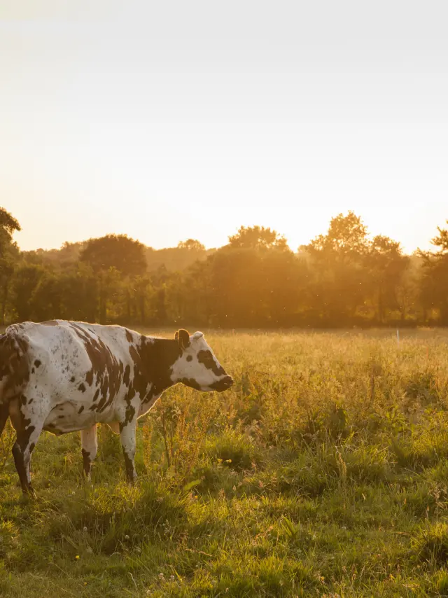 DIE KÜHE NORMANNISCHER RASSEN AUF DEM BIO-BAUERNHOF BOIS LANDELLES IN HUDIMESNIL.HUDIMESNIL, NORMANDIE, FRANKREICH. JUNI 2017.