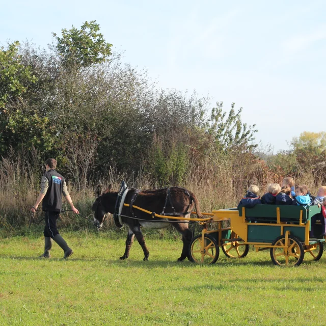 Balade En Carriole A La Ferme De La Chevre Rit Pendant La Ferme En Folie Credit Otgtm Simon Saussaye 13552 1