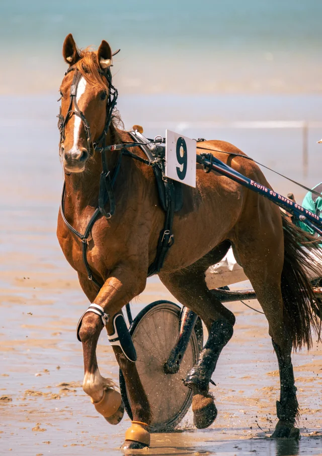Courses hippiques de Jullouville