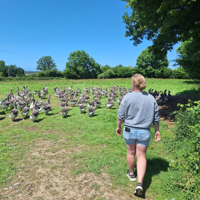 Les oies de la ferme de l'épine
