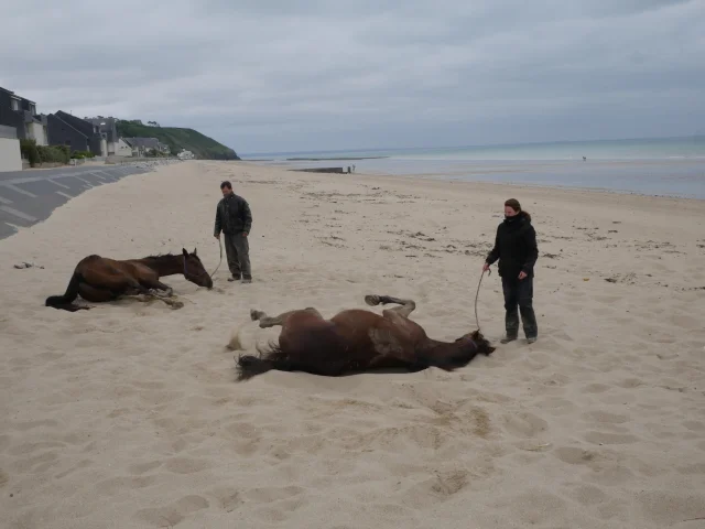 Des chevaux se roulent dans le sable sur la plage de Jullouville