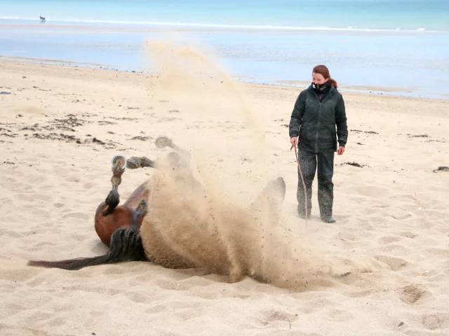 Un cheval se roule dans le sable sur la plage de Jullouville
