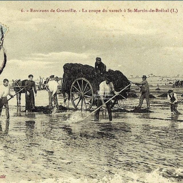 Recolte De Varech