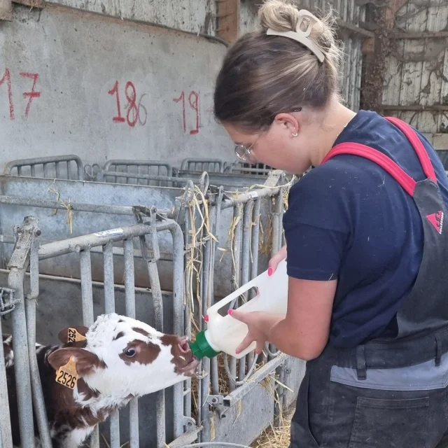 Biberonnage des veaux à la GAEC de Brédeville