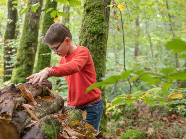 Ramassage de châtaignes dans la forêt de La Lucerne