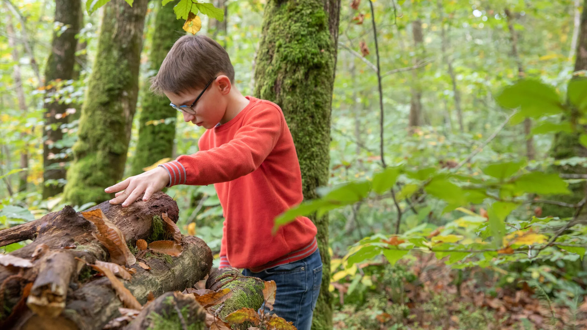 Ramassage de châtaignes dans la forêt de La Lucerne