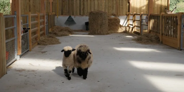 Moutons Suisses Mini Ferme Du Taillais