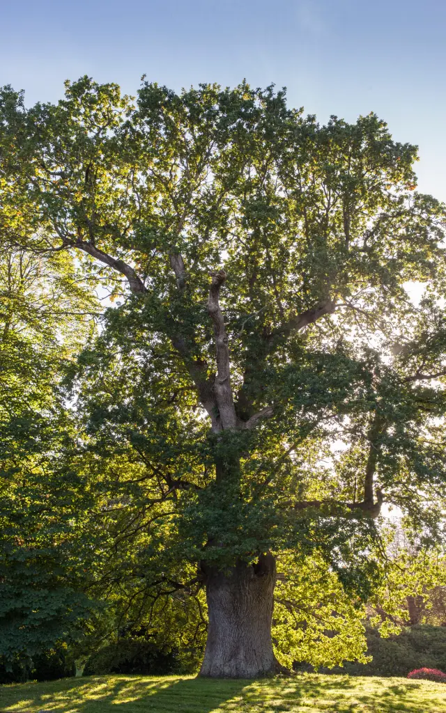 ARBRE REMARQUABLE DANS LE PARC DU CHATEAU DE SAINT PIERRE LANGERS APPARTENANT A MADAME BOUTTEMONT. SAINT PIERRE LANGERS, NORMANDIE, FRANCE. OCTOBRE 2017.