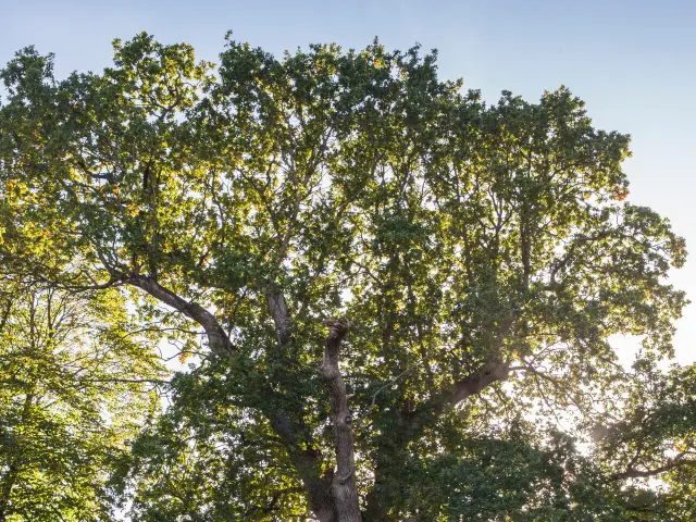ARBRE REMARQUABLE DANS LE PARC DU CHATEAU DE SAINT PIERRE LANGERS APPARTENANT A MADAME BOUTTEMONT. SAINT PIERRE LANGERS, NORMANDIE, FRANCE. OCTOBRE 2017.
