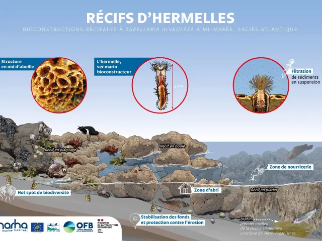 Illustration Recifs Dhermelles 1