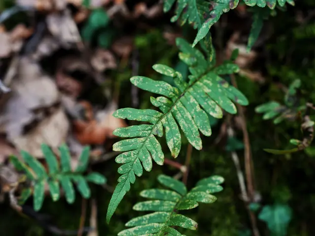 Nature dans la vallée de l'Oiselière