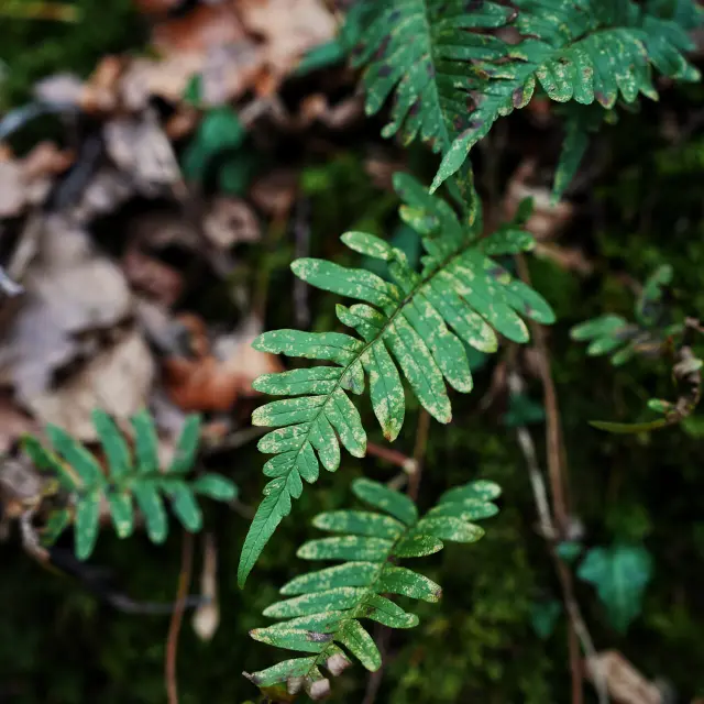 Nature dans la vallée de l'Oiselière