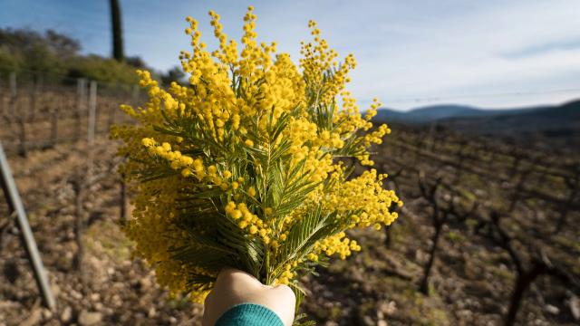 Mimosa Provence Grimaud Var (14)