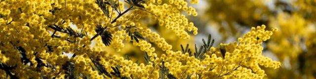 Mimosa Provence Grimaud Var (7)