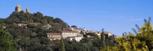 Mimosa Provence Grimaud Var (8)