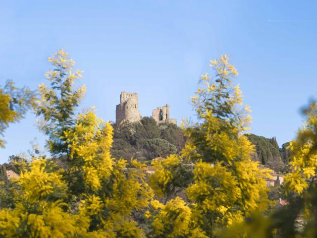 Mimosa Provence Grimaud Var (9)