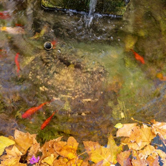Automne Grimaud Var Provence (8)