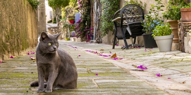 Chat Grimaud Provence (10)