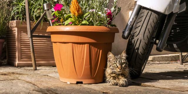 Chat Grimaud Provence (13)