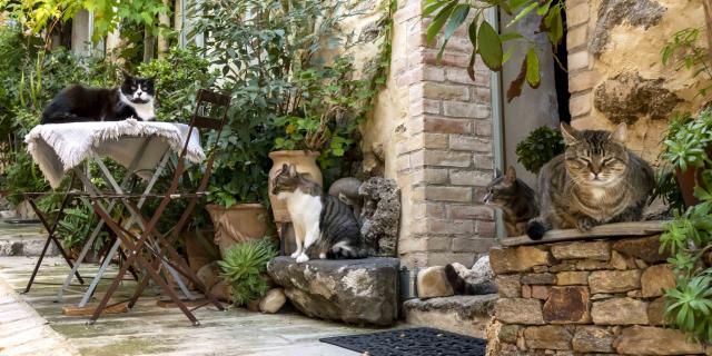 Chat Grimaud Provence (21)