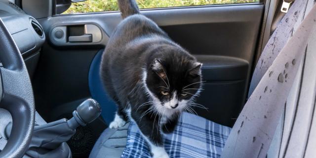 Chat Grimaud Provence (22)
