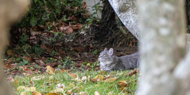 Chat Grimaud Provence (25)