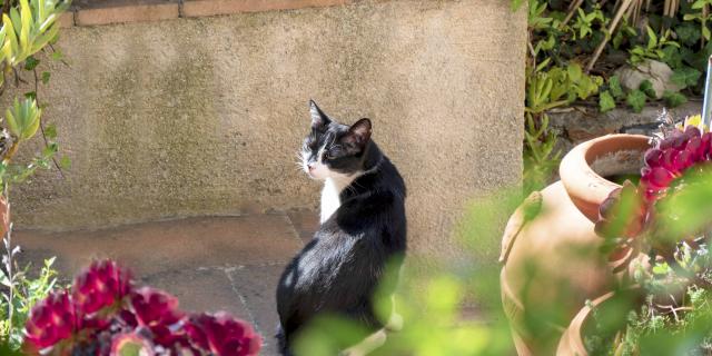 Chat Grimaud Provence (5)