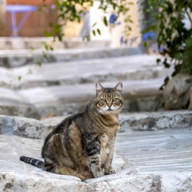 Chat Grimaud Provence (8)