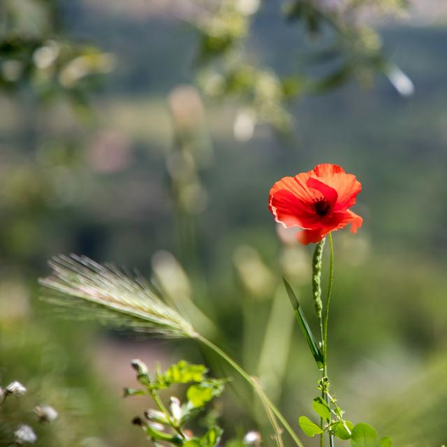 Massif Des Maures Grimaud Var Provence (1)